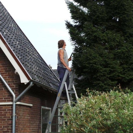 Snoeien hoge conifeer in Apeldoorn-Zuid